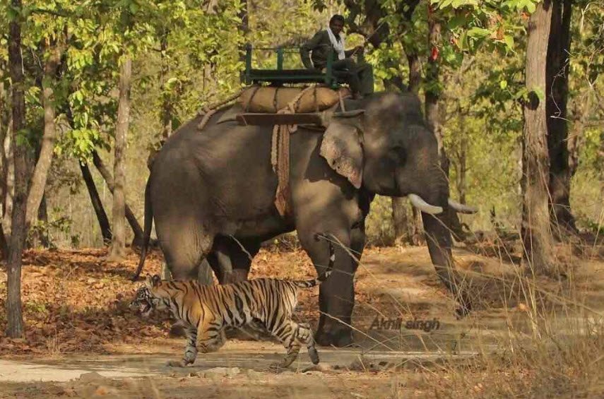 Sawai Man Singh Wildlife Sanctuary, Sawai Madhopur, Rajasthan - Vushii.com